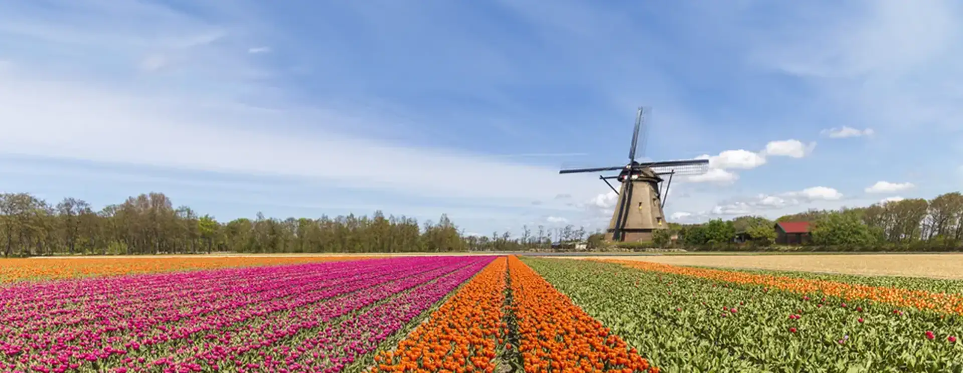 Fietstocht bollenstreek